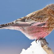 Brown-capped Rosy-Finch
